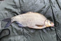 IMG_2811-scaled