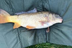 IMG_3490-scaled