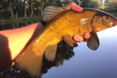 fdb049df-0c59-48e0-887c-8322aa1cd684